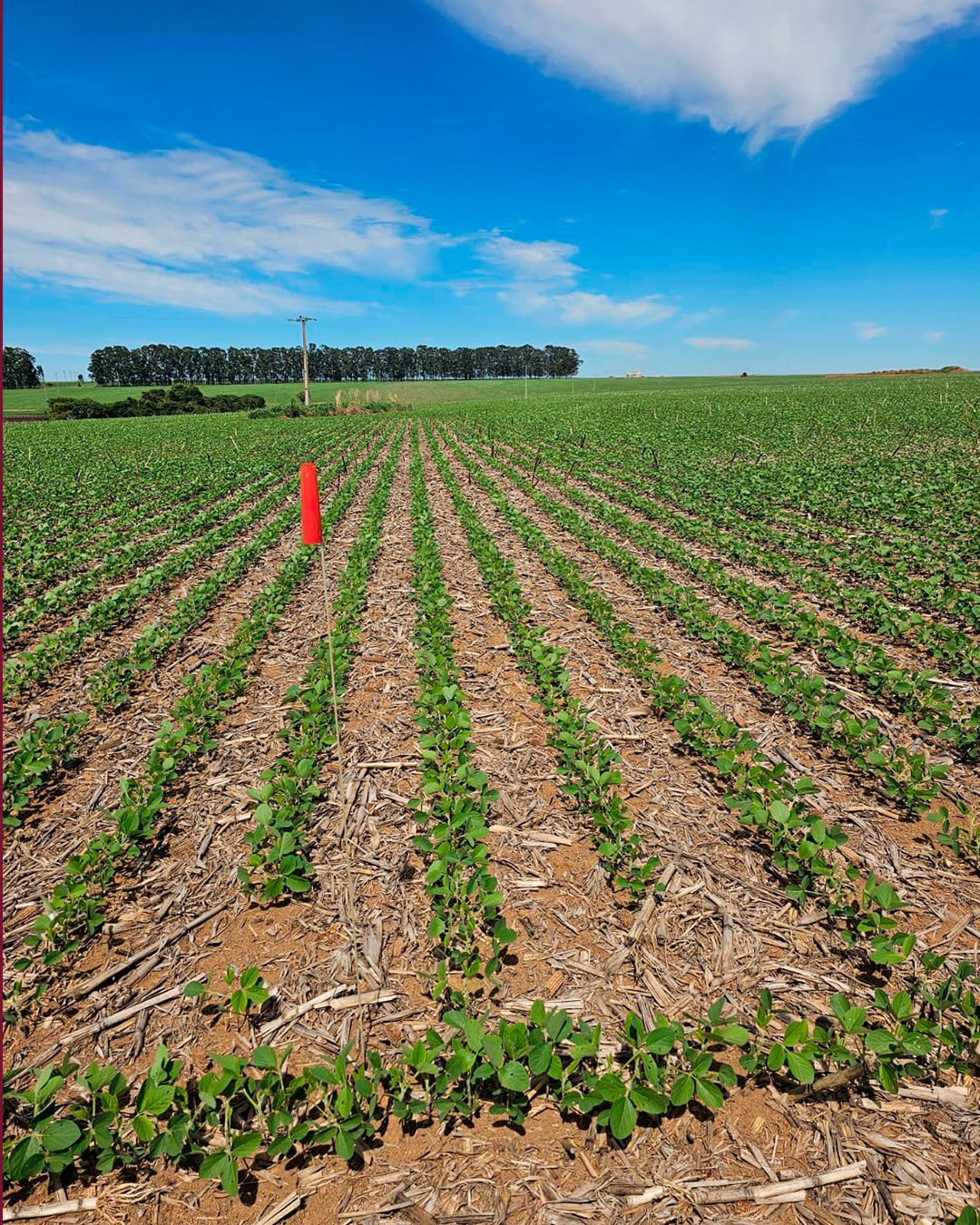 Cia-das-Algas---IG---Testes-de-Campo---.._04