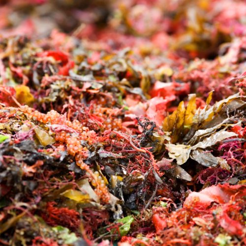 Cia das Algas - A Coleta