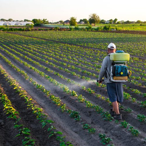 Cia das Algas - A Lavoura
